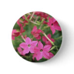 Pink Flowering Tobacco (Nicotiana Alata) flowers buttons