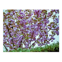 Pink Flowering Tree in France Post Cards