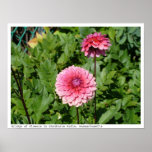 Pink flowers at the Bridge of Flowers, Mass. Poster
