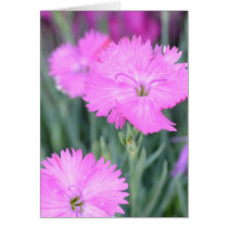 Pink Flowers