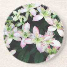 Pink flowers. Clematis. Drink Coaster