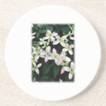Pink flowers. Clematis. On White. Beverage Coaster
