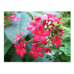 Pink flowers floral nature postcard
