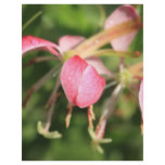 Pink Flowers Flyer