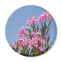 Pink Flowers Magnet