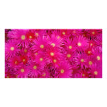 Pink flowers
