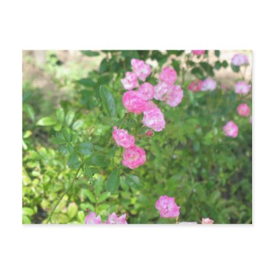 pink flowers post card by DonnaGrayson_Photos