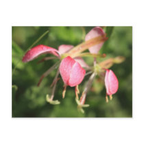 Pink Flowers Postcard