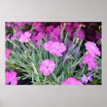 Pink Flowers Poster