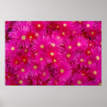 Pink flowers posters