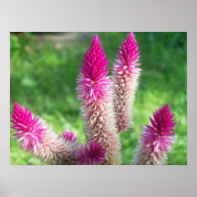 Pink Flowers Poster