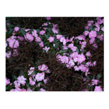 Pink Flowers & Reddish Leaves Post Card