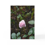 Pink for Mother