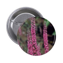Pink Forma, (Veronica Longifolia) flowers