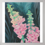 Pink Foxglove Poster