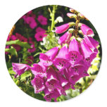 pink foxgloves sticker