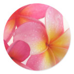 Pink Frangipani stickers