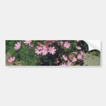 Pink Garden Cosmos (Cosmos Bipinnatus) flowers Bumper Stickers
