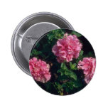 Pink Garden Petunia (Petunia Hybrida) flowers