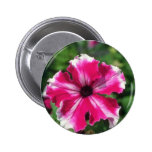Pink Garden Petunia (Petunia Hybrida) flowers