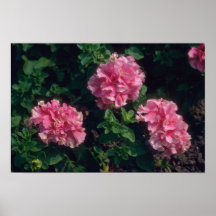 Pink Garden Petunia (Petunia Hybrida) flowers Poster