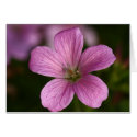 Pink Geranium cards