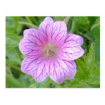 Pink Geranium Flower Postcard