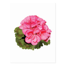 Pink Geranium Post Cards