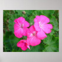 Pink Geraniums Poster