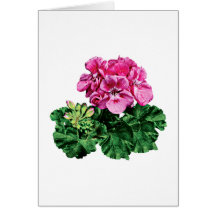 Pink Geraniums with Dew Cards