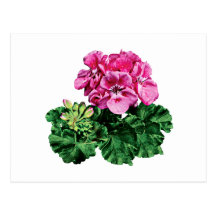 Pink Geraniums with Dew Postcards
