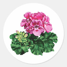 Pink Geraniums with Dew Round Stickers