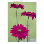 Pink Gerber Daisies cards