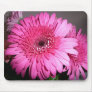Pink Gerber Daisy Mouse Mat
