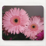 Pink Gerber Daisy mousepads