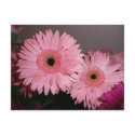 pink gerber daisy postcards