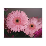 pink gerber daisy postcards