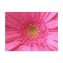 Pink Gerber Daisy postcards