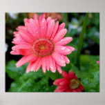 Pink Gerber Daisy posters