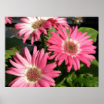 Pink Gerber Daisy posters