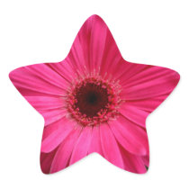 Pink Gerber Daisy Star Sticker