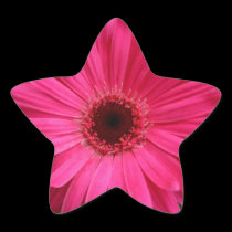 Pink Gerber Daisy stickers