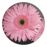 pink gerber daisy sticker
