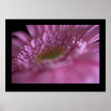 Pink Gerbera Close-up posters