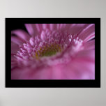 Pink Gerbera Close-up posters