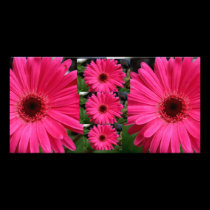 Pink Gerbera Daisies photo cards
