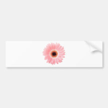 Pink Gerbera Daisy Bumper Stickers