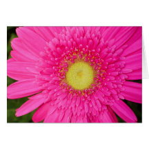 Pink Gerbera Daisy Card
