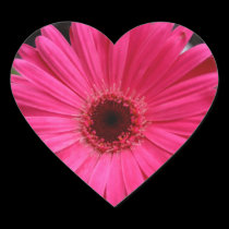 Pink Gerbera Daisy Heart stickers
