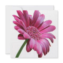 Pink Gerbera Daisy Invitation